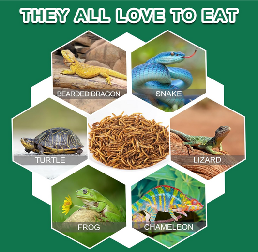 Dried Mealworms for Reptiles & Small Pets - 100% Natural High Protein Food for Bearded Dragons,Turtles, Lizards, Hamsters & Hedgehogs (4oz) Capuca