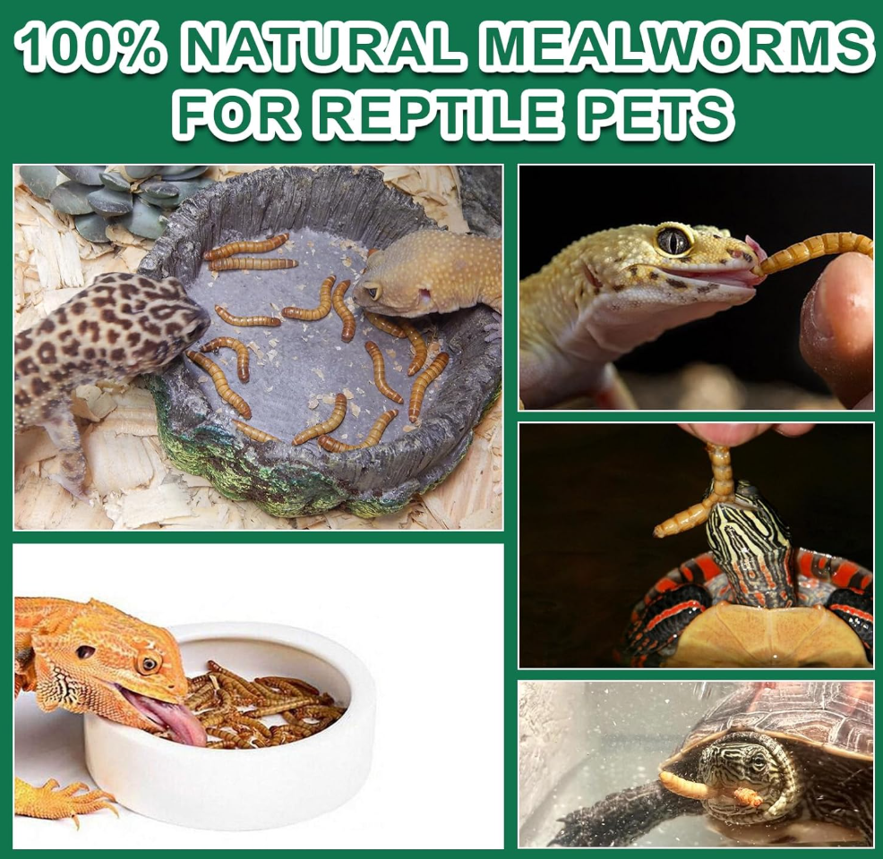 Dried Mealworms for Reptiles & Small Pets - 100% Natural High Protein Food for Bearded Dragons,Turtles, Lizards, Hamsters & Hedgehogs (4oz) Capuca