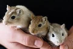 Rodent Pet Food 2 Pounds for all Types of Rodents Complete Diet Mice Rats, Gerbils Hamsters Squirrels Blocks for all Your Large or Small Rodent Needs No Dust Harlan 8640 Teklad Bulk PAWPICO