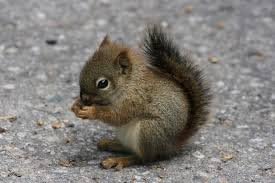 Rodent Pet Food 2 Pounds for all Types of Rodents Complete Diet Mice Rats, Gerbils Hamsters Squirrels Blocks for all Your Large or Small Rodent Needs No Dust Harlan 8640 Teklad Bulk PAWPICO