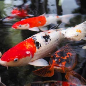 CrystalClear Knockout Plus All Natural Fish Treatment - 1 Gallon CrystalClear