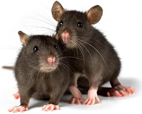 Rodent Pet Food 2 Pounds for all Types of Rodents Complete Diet Mice Rats, Gerbils Hamsters Squirrels Blocks for all Your Large or Small Rodent Needs No Dust Harlan 8640 Teklad Bulk PAWPICO