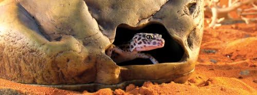Exo Terra Gecko Cave for Reptiles and Amphibians, Large - Reptile Hideout to Help Alleviate Stress ExoTerra