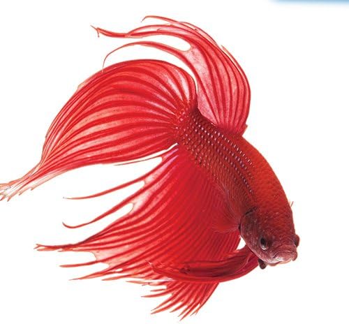 API BETTAFIX Antibacterial & Antifungal Betta Fish Infection and Fungus Remedy 1.7-Ounce Bottle API