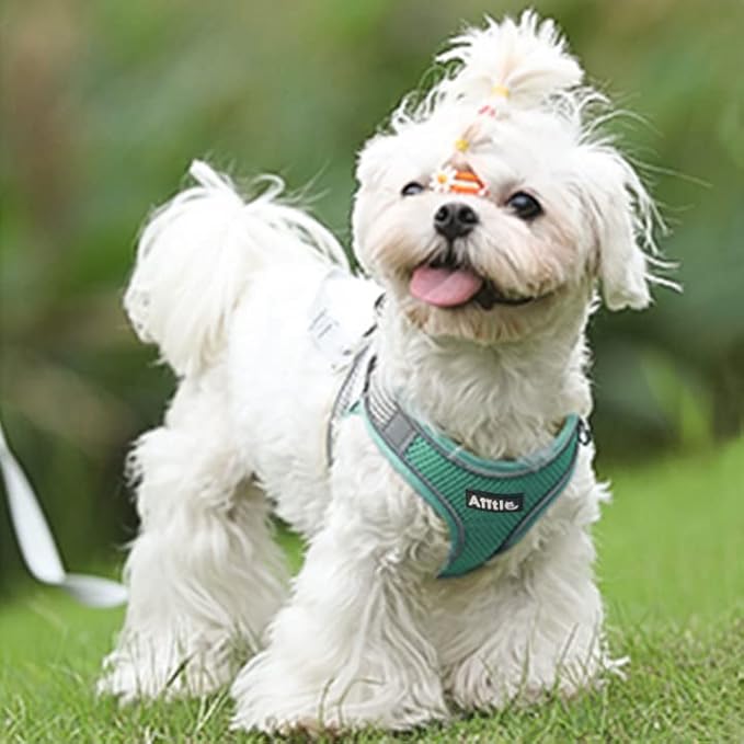 AIITLE Dog Harness, Spring No-Pull Cat Harness with a Leash, Adjustable Reflective Dog Vest, Cat Harness Escape Proof, Outdoor Walking, Camping for Extra Small Dogs and House Cats Turquoise XXXS AIITLE-FORPETSBETTERLIFE