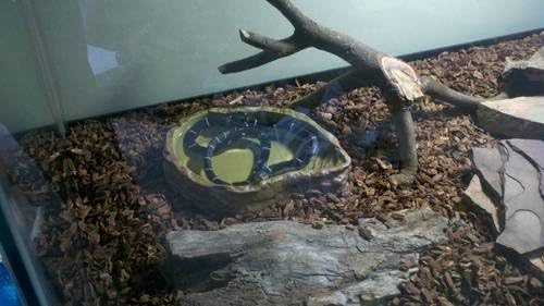 Exo Terra Water Dish, Water Bowl for Reptiles, Large, PT2803 ExoTerra