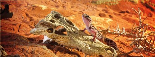 Exo Terra Croc Skull Terrarium Decor LQ - Ideal for Reptiles & Amphibians | Secure Hiding Place, Multiple Entrances, Perfect for Desert & Rainforest Setups | Adds Exciting Accent to Any Habitat ExoTerra