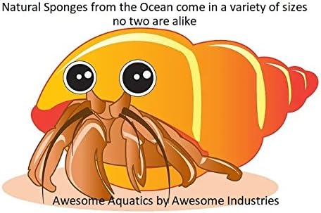 Awesome Aquatic 4-Pack of Hermit Crab Sea Sponges (Jumbo 4 pk) Awesome+Aquatic