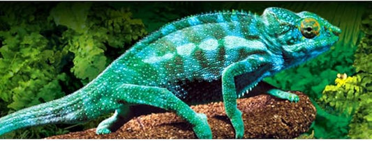 Exo Terra Exo Terra Electrolyte & Vitamin D3 Supplement, 120 ml ExoTerra