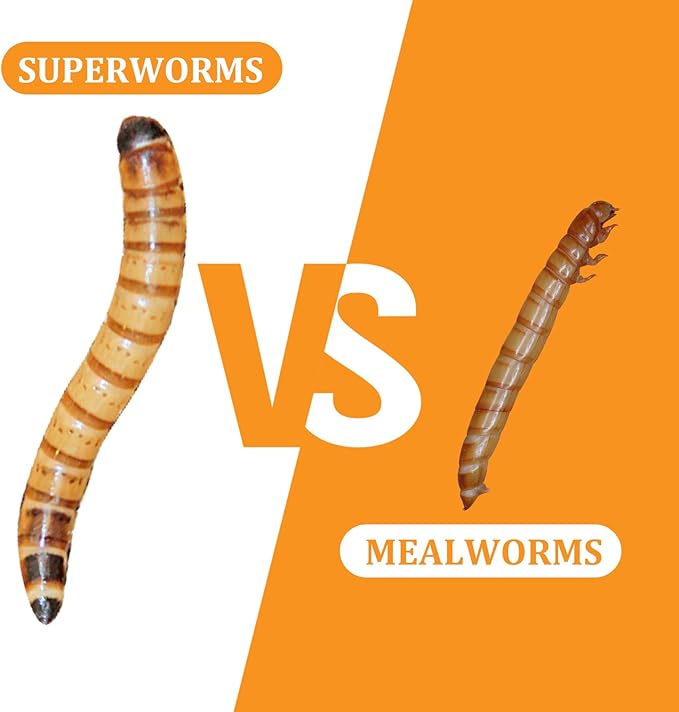 6 Pack Canned Superworms for Reptiles, Fish, Birds and Small Animals, Super Worms, Healthy High Protein Treat, Reptile Bird Fish Food 7.2 Ounces Total Jadingfarm
