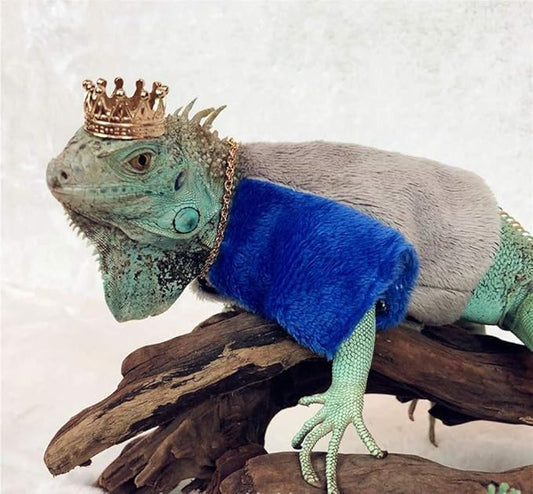 Lizard Crown Necklace Set Lizard Clothes Accessories Gold Alloy Neck Chain Crown Cool Costume Photo Props Party Reptile Chain Necklace Lizard Clothes for Bearded Dragons Leopard Gecko Iguana Amphibian HAICHENTEC