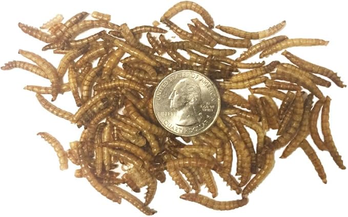 1 lb Dried Mealworms - High Protein Treat for Wild Birds, Chicken, Fish & Reptiles TradeKing