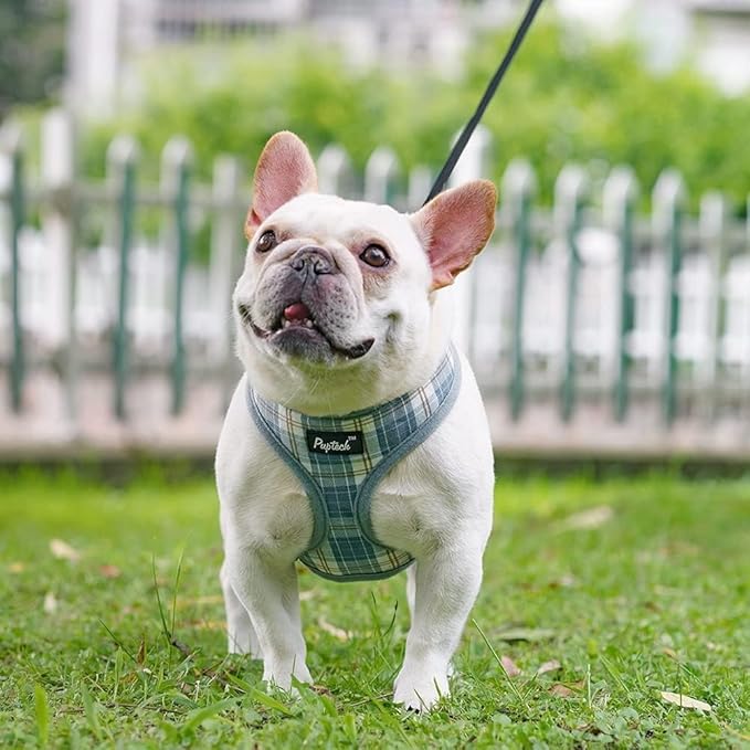 PUPTECK Soft Mesh Dog Harness and Leash Set Pet Puppy Cat Comfort Padded Vest No Pull Harnesses, Sky Blue, XS PUPTECK