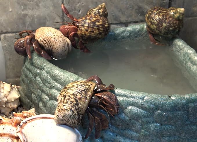 Hermit Crab Soaking Salt, Ocean-Like Environment, Includes Calcium and Trace Minerals, No additives or Harmful Ingredients. for Optimal Health and Well-Being. Made in The USA. Enjoy ! Gargeer