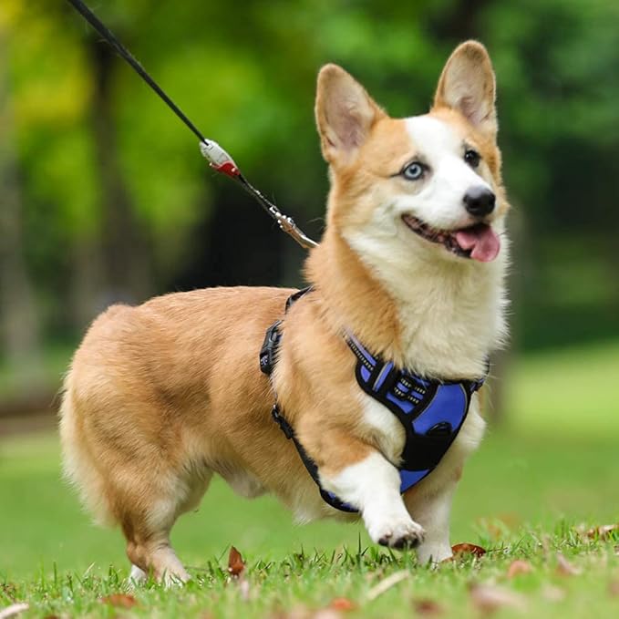 rabbitgoo Dog Harness No Pull with 2 Leash Clips, Adjustable Soft Padded, Reflective Oxford No Choke Pet Vest with Easy Control Handle for Medium Sized Dogs, Dazzling Blue, M rabbitgoo
