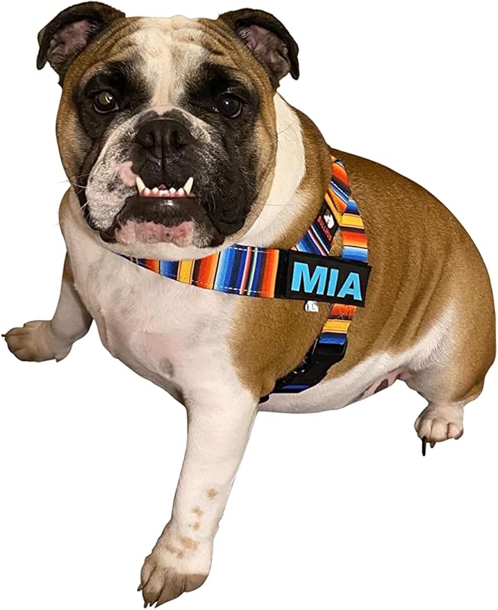 BULLHUG Harness – Made for Larger Chested Dogs Like English Bulldogs, French Bulldogs, Pugs & More. Stops Dogs from Pulling & Choking on Walks (Fiesta, Small) BULLHUG