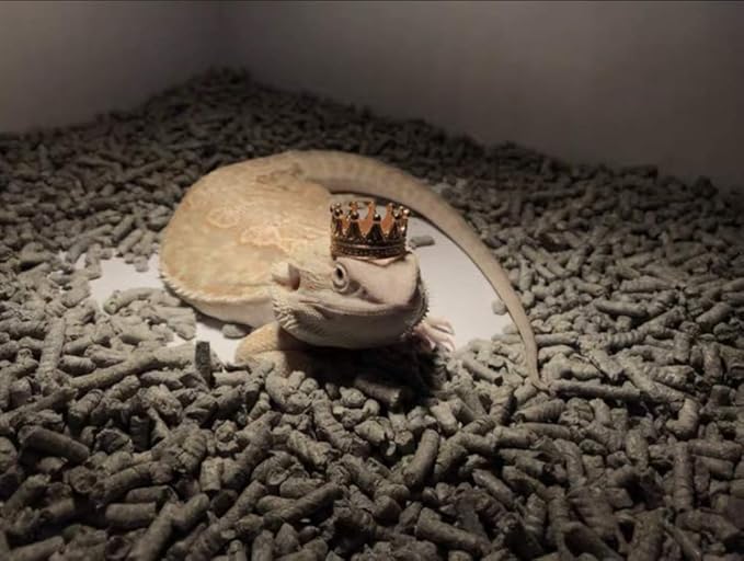 HAICHEN TEC Lizard Crown Lizard Clothes Accessories Gold Alloy Crown Cool Reptile Costume Photo Props Party Jewelry Lizard Clothes for Bearded Dragons Leopard Gecko Iguana Amphibians (Crown) HAICHENTEC