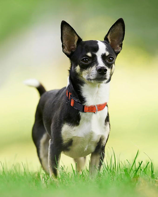 Joytale Dog Collar,Soft Neoprene Padded Breathable Nylon Pet Collar Adjustable for Puppy and Small Dogs,Orange,XS - PAWPICO