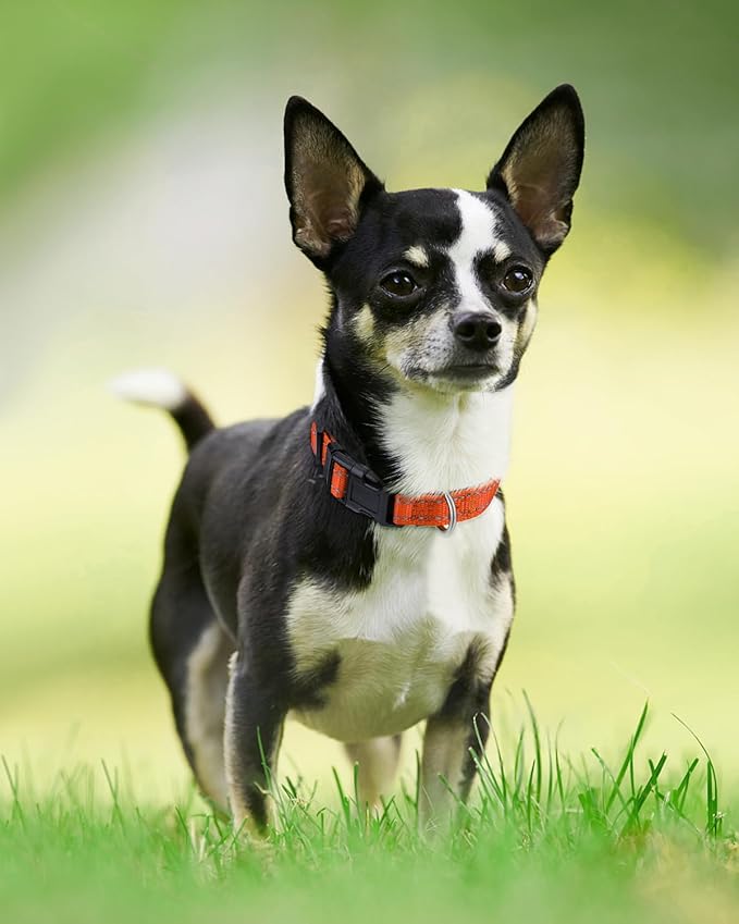 Joytale Dog Collar,Soft Neoprene Padded Breathable Nylon Pet Collar Adjustable for Puppy and Small Dogs,Orange,XS - PAWPICO