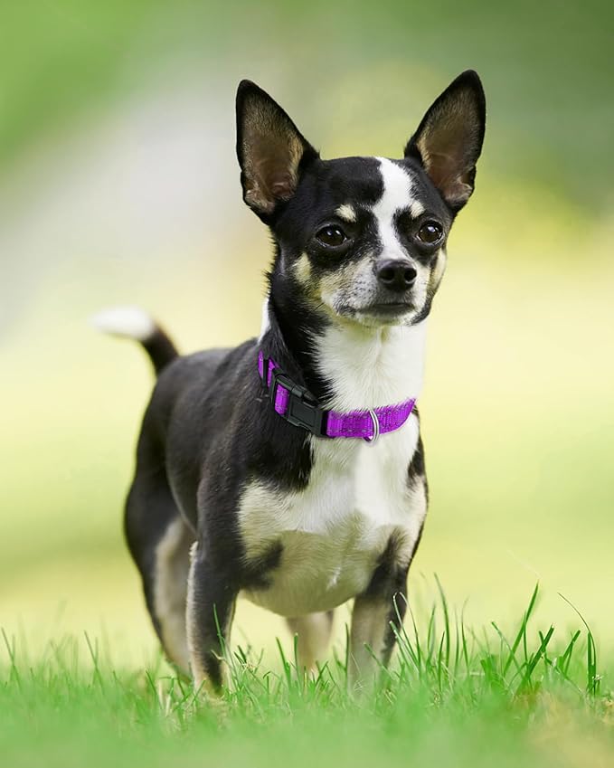 Joytale Reflective Dog Collar,Soft Neoprene Padded Breathable Nylon Pet Collar Adjustable for Puppy and Small Dogs,Purple,XS - PAWPICO