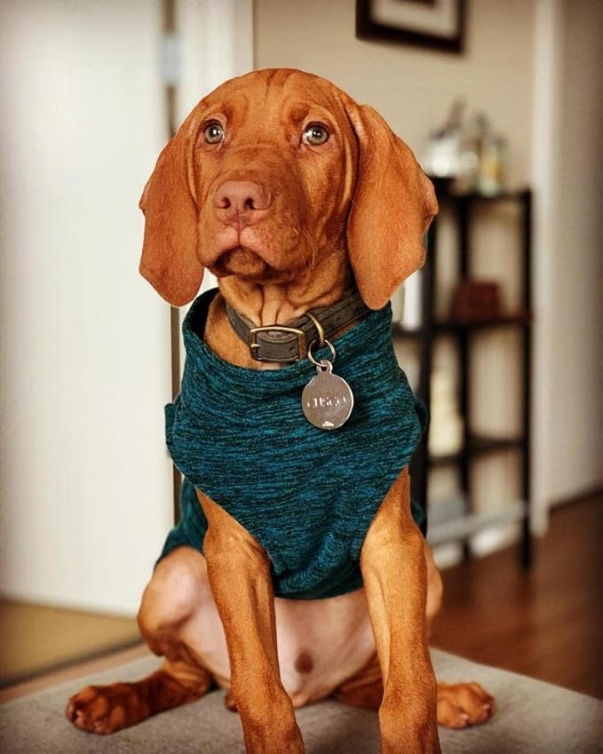 Gooby Zip Up Fleece Dog Sweater - Gray Wash, 2X-Large - Warm Pullover Fleece Step-in Dog Jacket Without Ring Leash - Winter Small Dog Sweater - Dog Clothes for Small Dogs Boy and Medium Dogs - PAWPICO