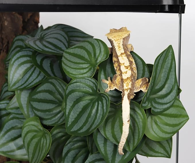 Reptile Plants for Terrarium, Amphibian Habitat Decor Artificial Hanging Plants with Suction Cup - Fake Calathea Orbifolia WOLEDOE