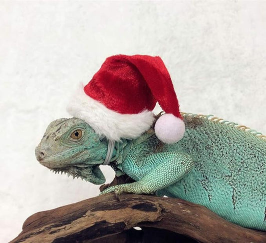 HAICHEN TEC Lizard Clothes for Bearded Dragons Christmas Hat Scarf Set Reptile Apparel Handmade Flannel Clothes HAICHENTEC
