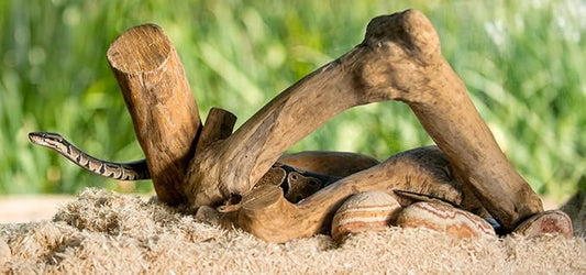 Galápagos (05064) Aspen Digs Shavings Bedding, 8-Quart, Natural Galapagos