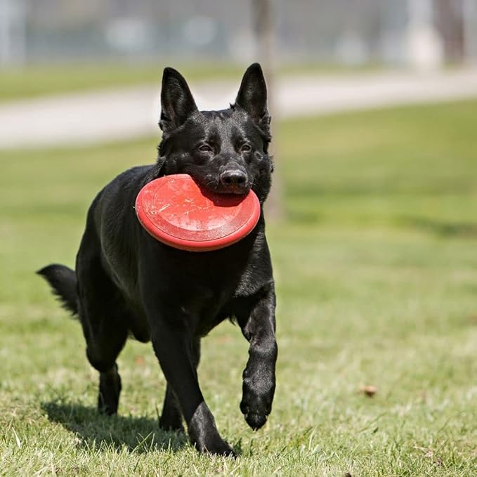 KONG Flyer - Durable Dog Toy for Outdoor Playtime - Natural Rubber Flying Disc, Dog Toy for Fetch - Safer Disc for Healthy Activity - for Medium/Large Dogs - PAWPICO
