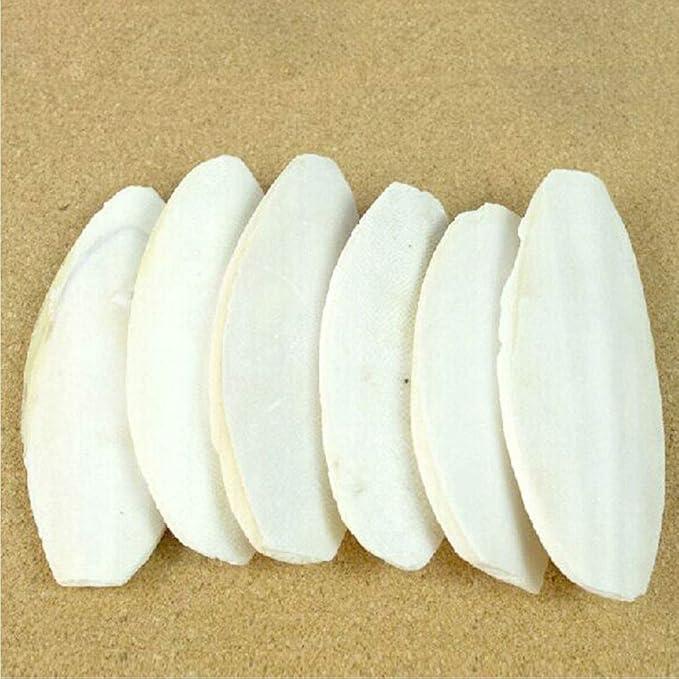 2PCS Natural Cuttlebone for Tortoise Turtles Snails Birds Cockatiels Parakeets Budgies Reptiles Small Animals(4"-4.5",Small) PAWPICO