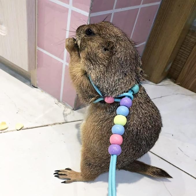 1 Pcs Adjustable Lizard Harness Adjustable Walking Harness Bearded Dragon Leash Reptile Dragon Leash Adjustable Harness Lead for Small Animal Hamster Reptiles Duoduole