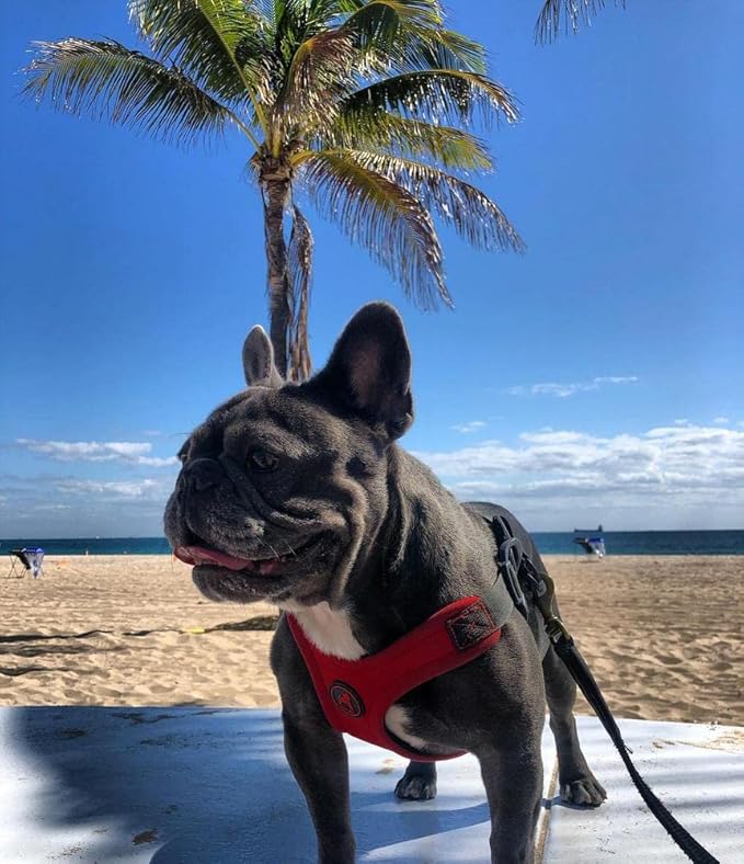 Gooby Escape Free Sport Harness - Red, Medium - No Choke Step-in Patented Neoprene Small Dog Harness with Four-Point Adjustment - Perfect on The Go Dog Harness for Medium Dogs No Pull and Small Dogs Gooby