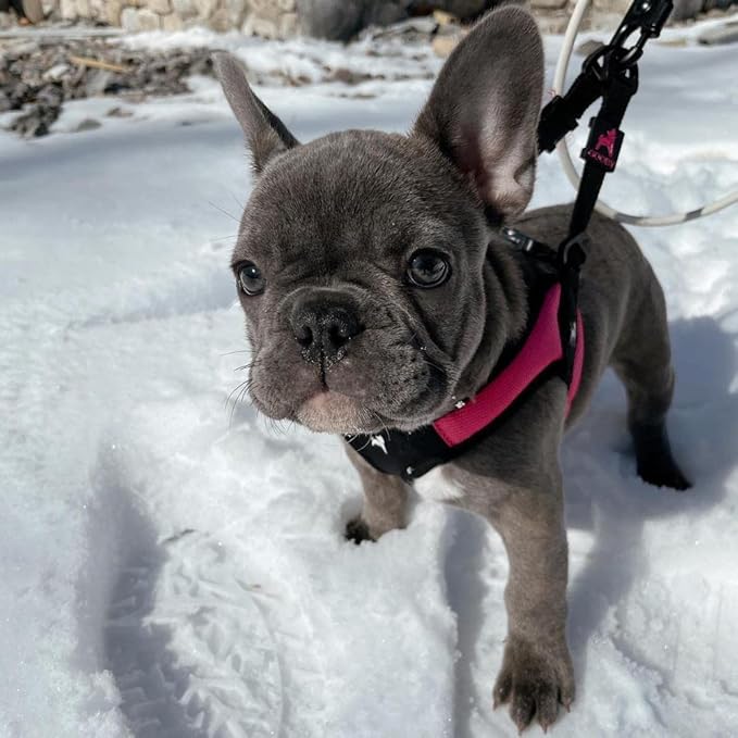 Gooby Escape Free Easy Fit Harness - Hot Pink, Medium - No Pull Step-in Patented Small Dog Harness with Quick Release Buckle - Perfect On The Go No Pull Harness for Small Dogs or Medium Dog Harness Gooby
