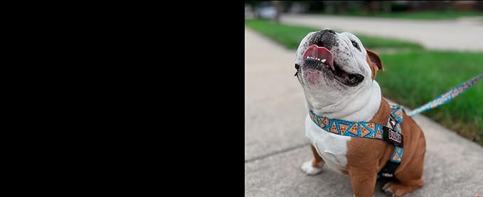 BULLHUG Harness – Made for Larger Chested Dogs Like English Bulldogs, French Bulldogs, Pugs & More. Stops Dogs from Pulling & Choking on Walks (Watermelon, Medium) BULLHUG