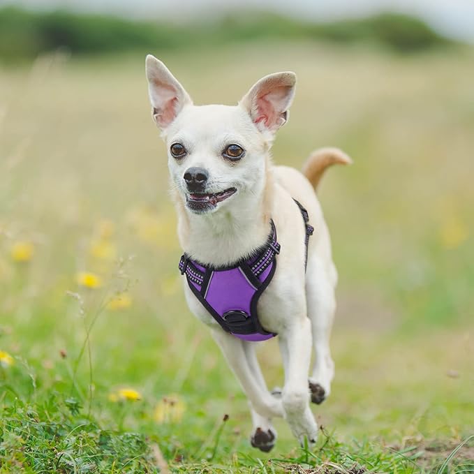 rabbitgoo Dog Harness No Pull with 2 Leash Clips, Adjustable Soft Padded, Reflective Oxford No Choke Pet Vest with Easy Control Handle for Puppy, Purple,XS rabbitgoo