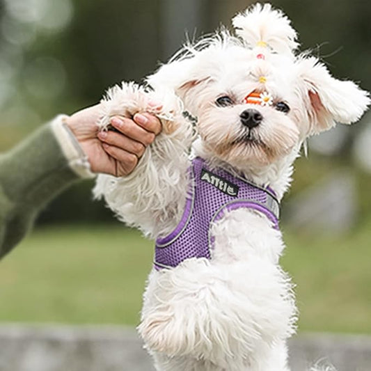 AIITLE No Pull Dog Harness and Leash Set, Step in Adjustable Dog Harness with Padded Vest for All Weather, Dog Leash with Soft Padded Handle, Easy to Put on Small and Medium Dogs Purple S AIITLE-FORPETSBETTERLIFE