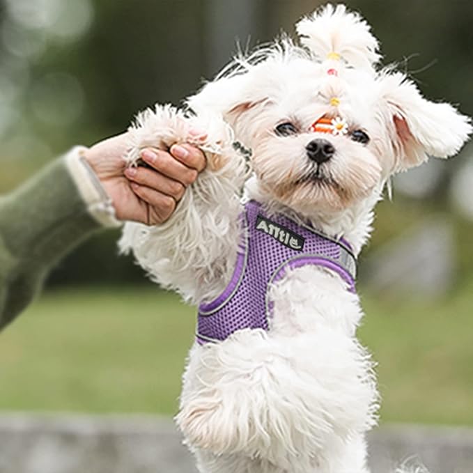 AIITLE Comfortable Dog Harness and Leash Set for Walking - Spring Step in Vest Harness,Reflective Bands, Adjustable No Pull Puppy Essentials, for Small Dogs and House Cats Purple XS AIITLE-FORPETSBETTERLIFE