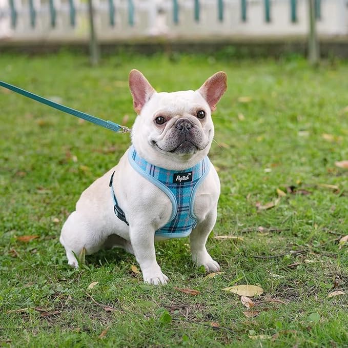 PUPTECK Soft Mesh Dog Harness and Leash Set Pet Puppy Cat Comfort Padded Vest No Pull Harnesses, Light Blue, M PUPTECK