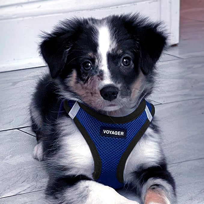 Voyager Step-in Air Dog Harness - All Weather Mesh, Reflective, No Pull Harness for Small, Medium Dogs, Cats - Secure with Hook & Loop Fastener, Buckle, Double D-Rings - Royal Blue/Black Trim, M BestPetSuppliesLLC