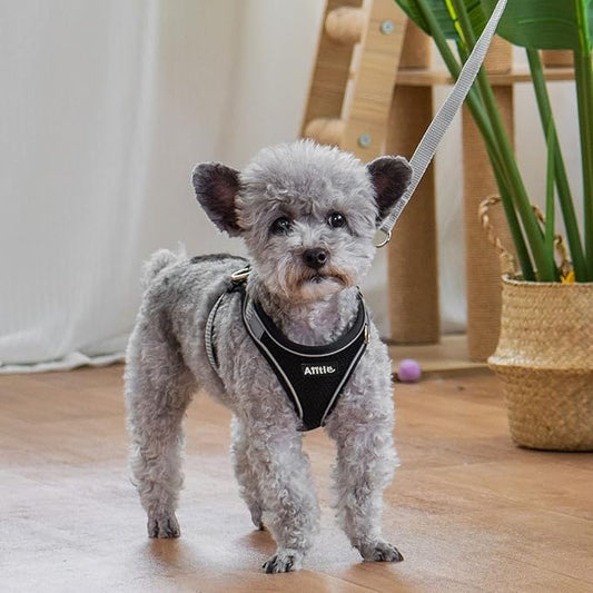 AIITLE Comfortable Dog Harness and Leash Set for Walking - Spring Step in Vest Harness,Reflective Bands, Adjustable No Pull Puppy Essentials, for Small Dogs and House Cats Black XS AIITLE-FORPETSBETTERLIFE