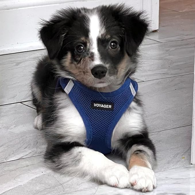 Voyager Step-in Air Dog Harness - All Weather Mesh, Reflective, No Pull Harness for Small, Medium Dogs, Cats - Secure with Hook & Loop Fastener, Buckle, Double D-Rings - Royal Blue, XXS BestPetSuppliesLLC