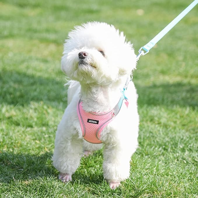 AIITLE Small Harness for Puppy with A Leash - Spring Dog Vest Harness with Super Breathable Mesh, Reflective No-Pull Pet Harness for Outdoor Walking, Camping for Small Dogs, Cats Pink XXS AIITLE-FORPETSBETTERLIFE