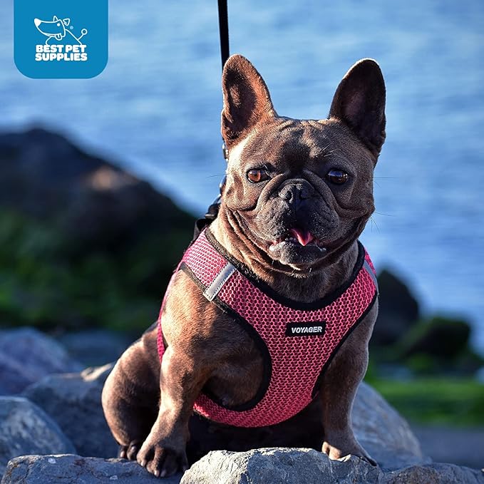 Voyager Step-in Air Dog Harness - All Weather Mesh, Reflective, No Pull Harness for Small, Medium Dogs, Cats - Secure with Hook & Loop Fastener, Buckle, Double D-Rings - Purple/Black Trim, XL BestPetSuppliesLLC