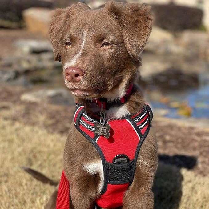 rabbitgoo Dog Harness No Pull with 2 Leash Clips, Adjustable Soft Padded, Reflective Oxford No Choke Pet Vest with Easy Control Handle for Small Dogs, Red, S rabbitgoo