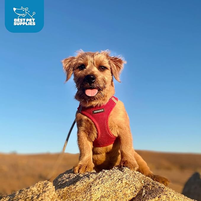 Voyager Step-In Air Dog Harness - All Weather Mesh, Reflective, No Pull Harness for Small, Medium Dogs, Cats - Secure with Hook & Loop Fastener, Buckle, Double D-Rings - Red, XXXS BestPetSuppliesLLC