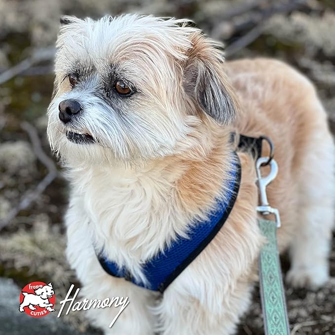 Fromm Four-Star Nutritionals Salmon A La Veg Dog Food (4 lb) - PAWPICO