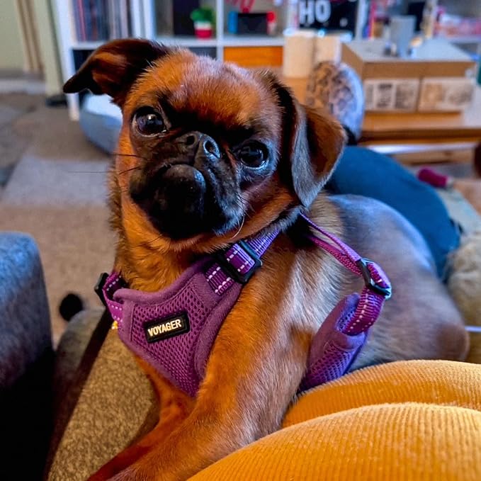 Best Pet Supplies Voyager Adjustable Dog Harness Leash Set with Reflective Stripes for Walking Heavy-Duty Full Body No Pull Vest with Leash D-Ring, Breathable All-Weather - Harness (Purple), S BestPetSuppliesLLC
