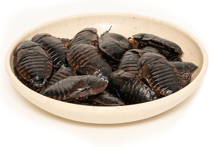 6 Pack Canned Dubia Roaches for Reptiles, Fish, Birds and Small Animals, Dubia Roaches, Healthy High Protein Treat, Reptile Bird Fish Food 7.2 Ounces Total Jadingfarm
