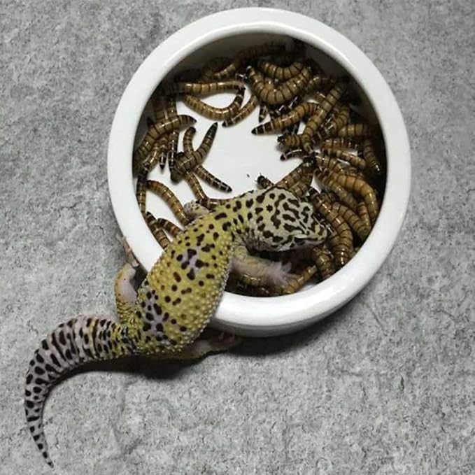 Tfwadmx 2 Pack Reptile Food Bowl, Mini Ceramic Water Feeder Bowl, Reptile Worm Feeding Dish for Lizard Turtle Bearded Dragon Anoles Crested Gecko Hermit Crab Leopard Gecko Chameleon Corn Snake Tfwadmx