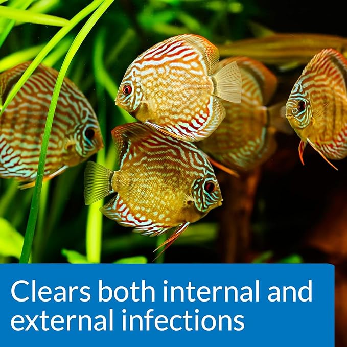 API 2 Pack of Fin and Body Cure Freshwater Fish Medication Powder for Treatment of Bacterial Diseases, Treats Body Slime, Eye Cloud, Fin and Tail Rot, and Gill Disease (10-Count) (2 items) API